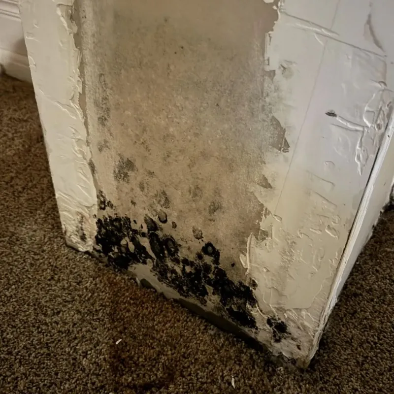 Professional Mold Removal in McClusky, ND